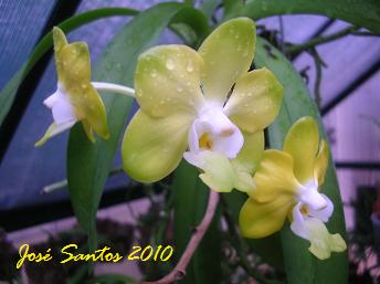 [vanda_denisoniana_2010_4.jpg]