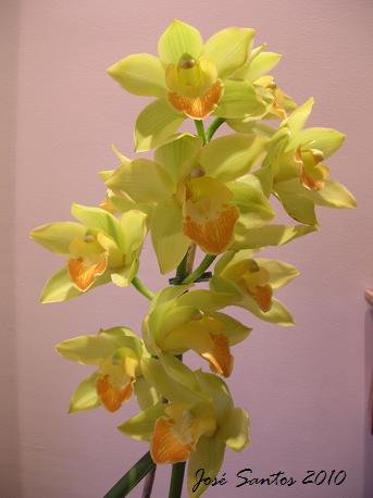 [cymbidium_h1.jpg]