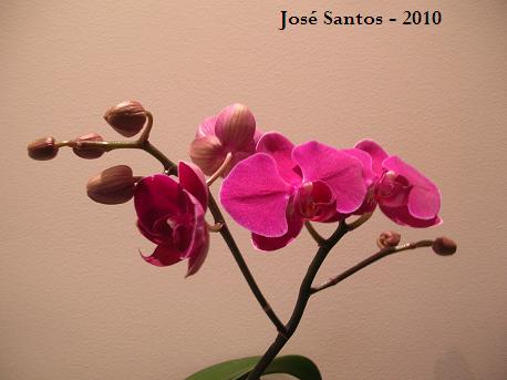 [phal_purple.jpg]
