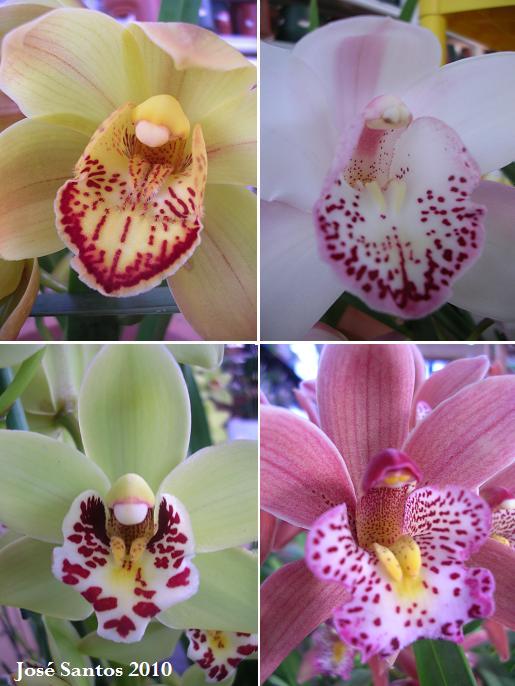 [cymbidium_mosaico.jpg]