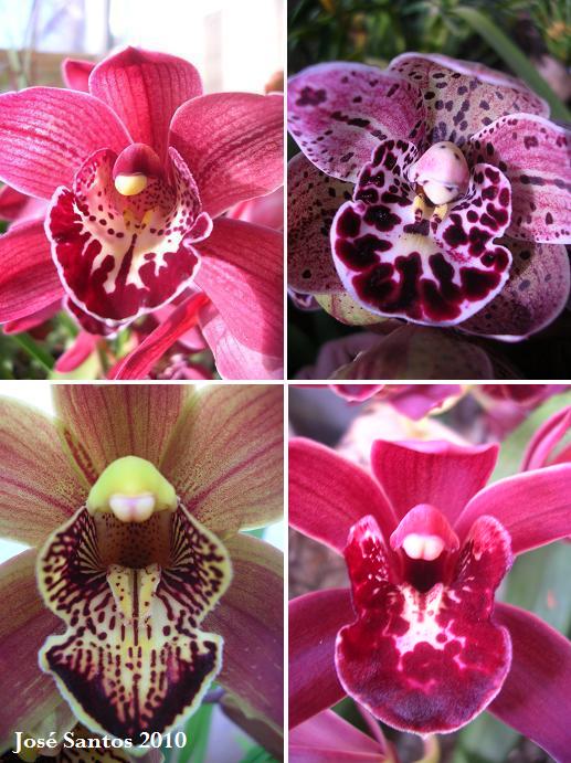 [cymbidium_mosaico_3.jpg]