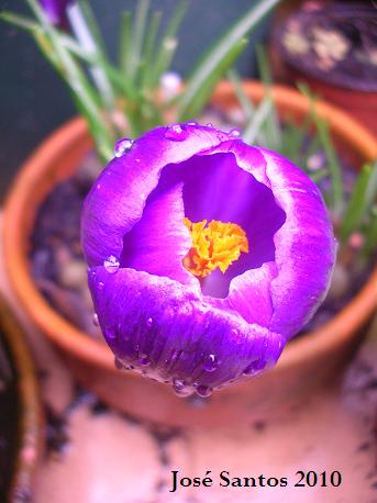[crocus_1.jpg]
