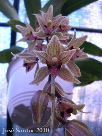 [Cymbidium_LOS2.jpg]