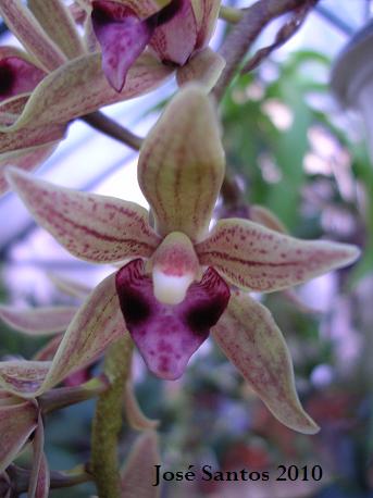 [Cymbidium_LOS1.jpg]