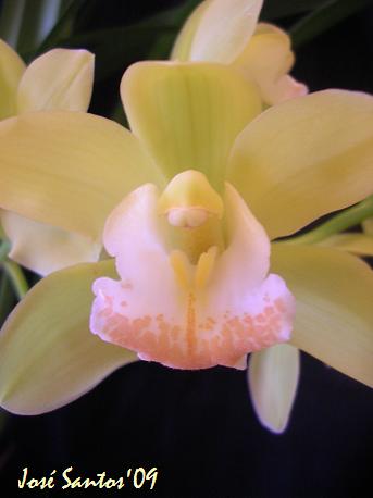 [cymbidium_cr.jpg]