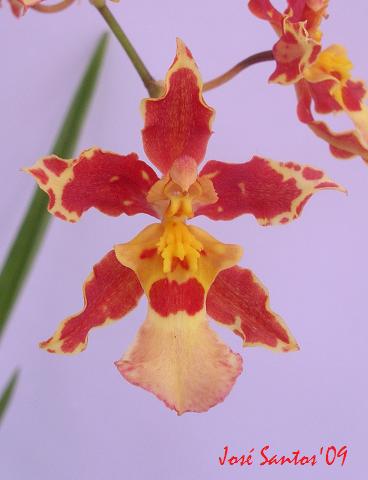 [oncidium.jpg]
