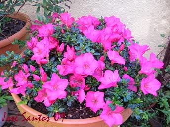 [azaleas_rosa.jpg]