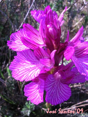 [Orchis+papilionacea.jpg]