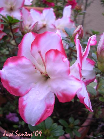 [azalea_flor.jpg]