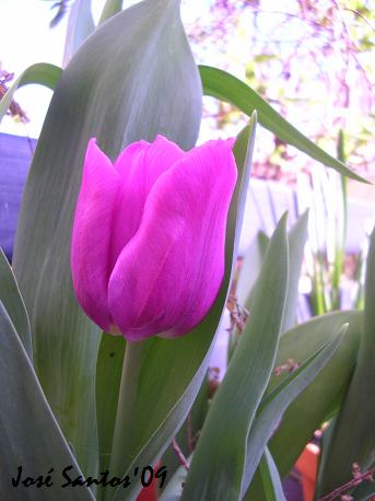 [tulipa.jpg]