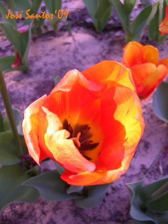 [tulipa_06.jpg]