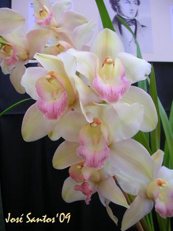 [LOS_cymbidium_02.jpg]