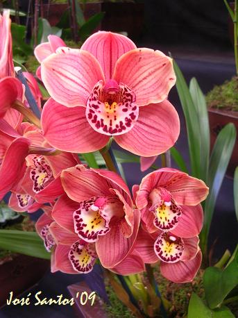 [LOS_cymbidium_03.jpg]