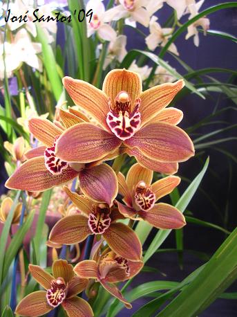 [LOS_cymbidium_05.jpg]
