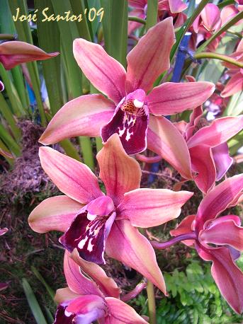 [LOS_cymbidium_07.jpg]