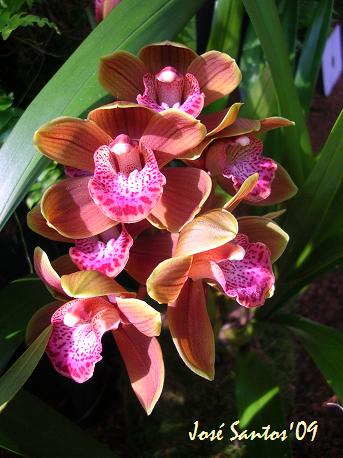 [LOS_cymbidium_08.jpg]