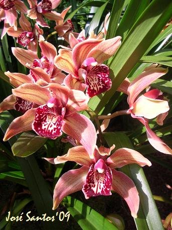 [LOS_cymbidium_09.jpg]