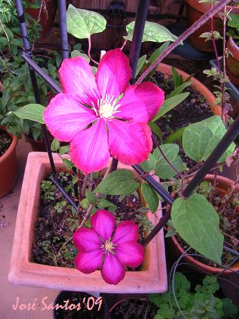 [clematis_vaso.jpg]