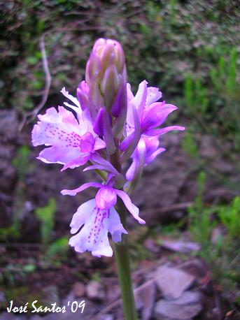 [dactylorhiza+foliosa.jpg]