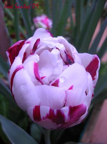 [tulipa_09.jpg]