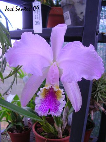 [cattleya_mosiae.jpg]