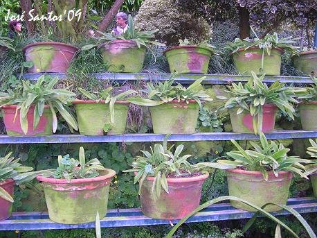 [paphiopedilum_berardo.jpg]