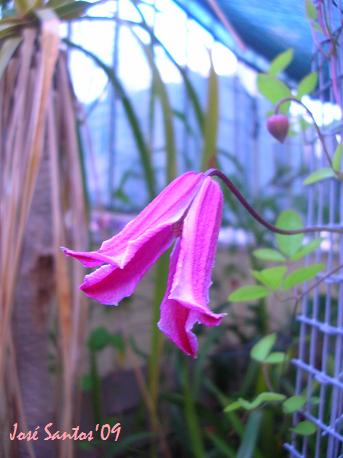 [clematis+pink01.jpg]