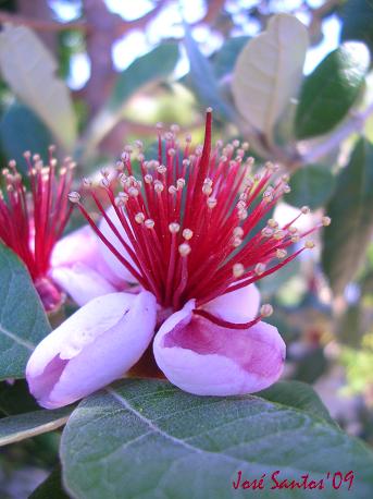 [feijoa_sellowiana.jpg]