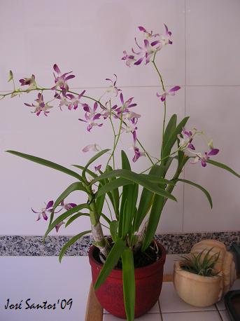 [dendrobium_1_1.jpg]