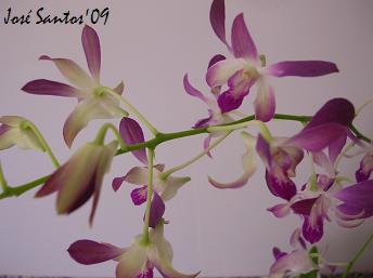 [dendrobium_1_2.jpg]