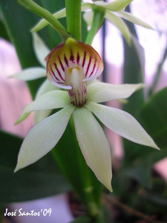[epidendrum_lancifolium.jpg]