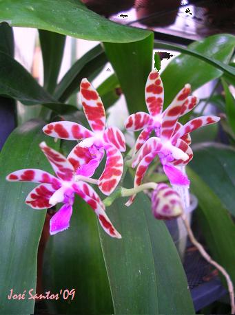 [phal_mariae.jpg]