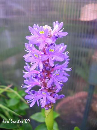 [pontederia_cordata.jpg]