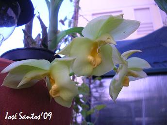 [Catasetum+ochreaceum.jpg]