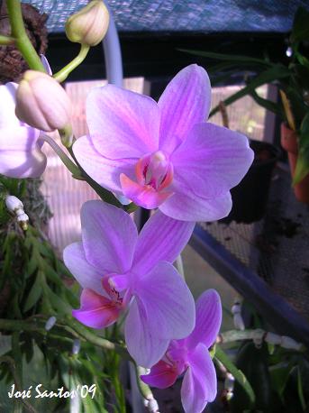[phalaenopsis_09_1.jpg]