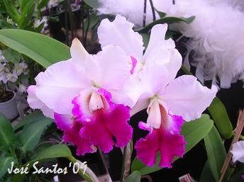 [cattleya.jpg]
