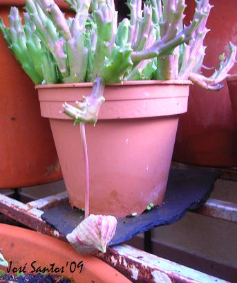 [Stapelia+variegata.jpg]