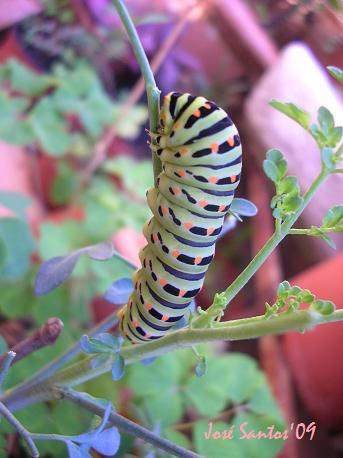 [papilio+machaon+03.jpg]