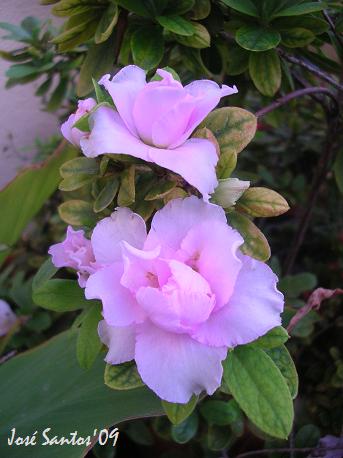 [azalea_rosa_out09.jpg]