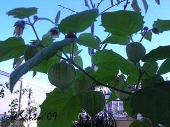 [physalis+03.jpg]