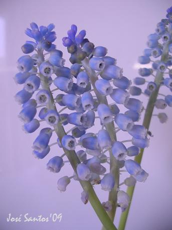 [muscari_02.jpg]