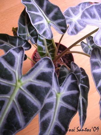 [alocasia_polly.jpg]