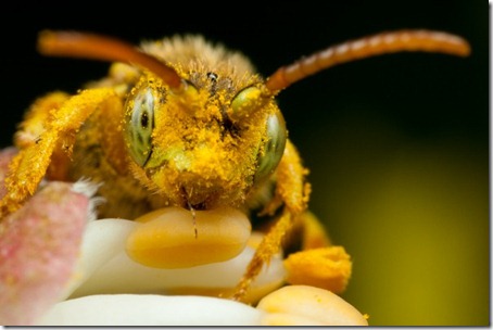 [macrofotografiapolen_thumb1.jpg]