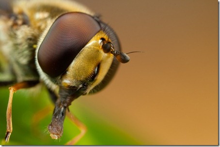 [macrofotografiarosto2_thumb1.jpg]