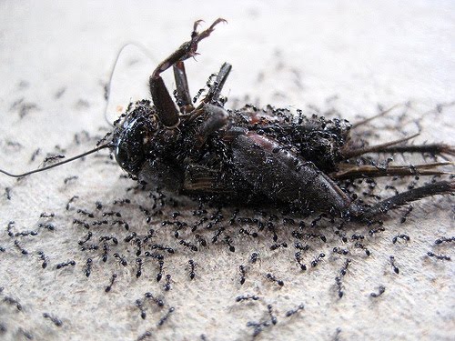 [insectoss.jpg]