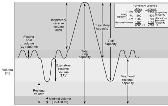 lung capacity of a male,