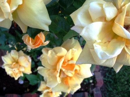[yellow+roses.JPG]