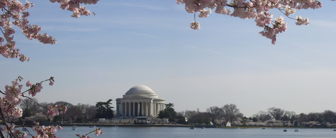 Cherry Blossoms