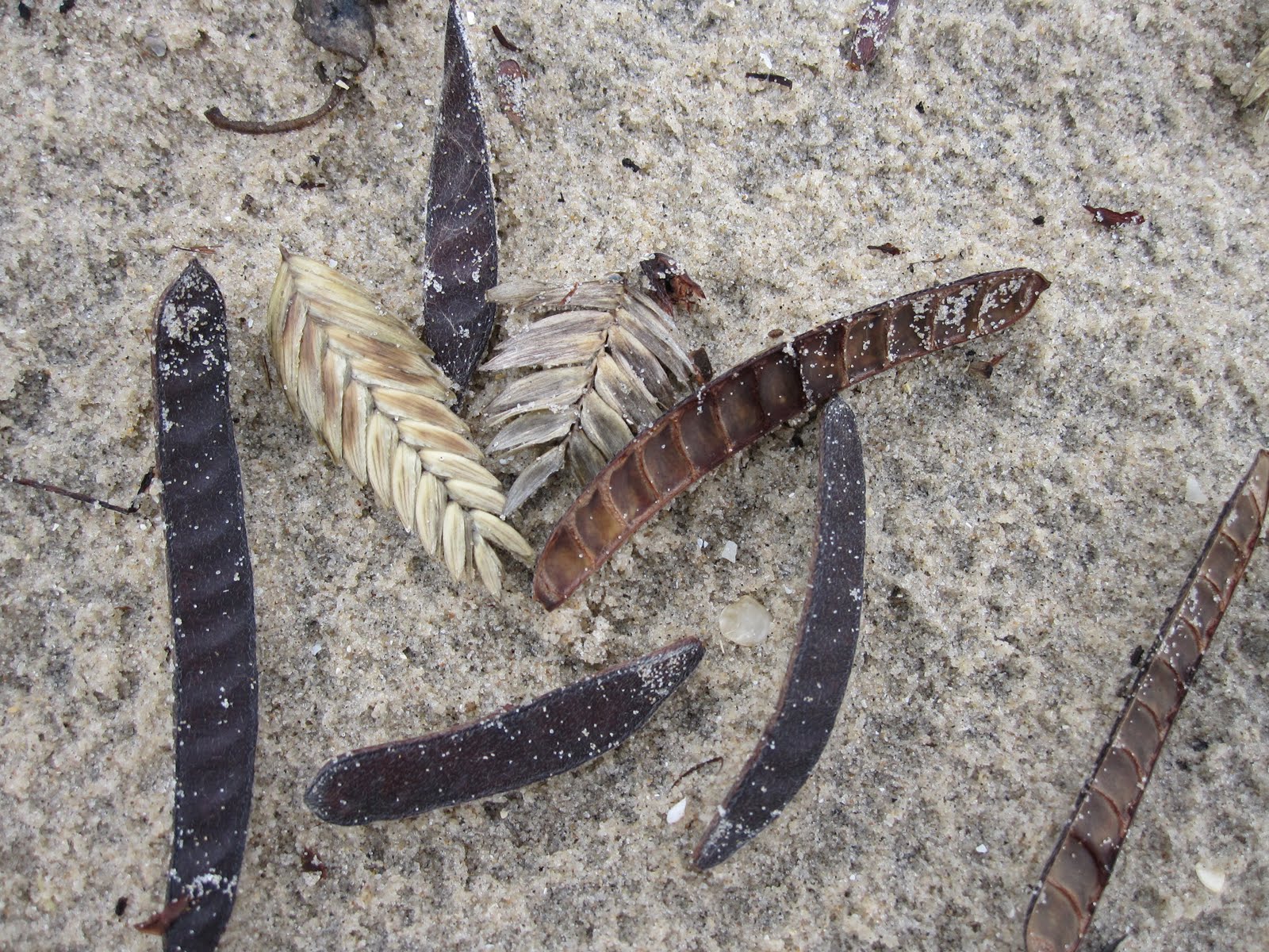 Beach Beans Seed Dispersal