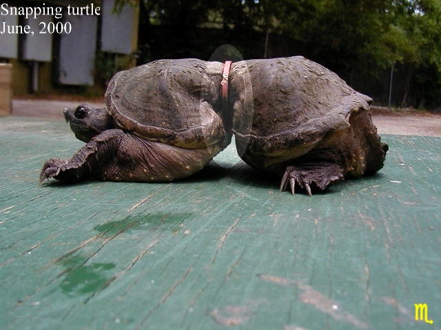 [litter_hurts_big_turtle.jpg]